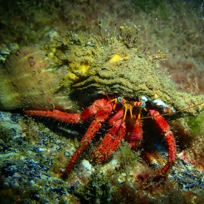 Cangrejo ermitaño rojo cargando una anémona sobre su concha