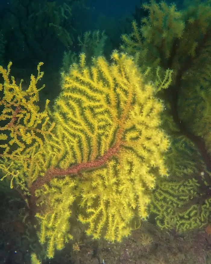 Gorgonia amarilla sobre fondo azul oscuro