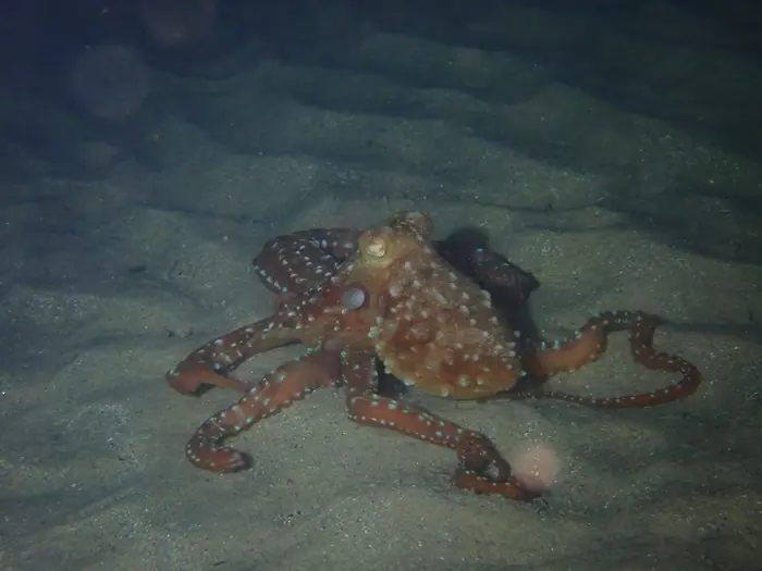 Pulpo moteado caminando sobre la arena durante una inmersión nocturna