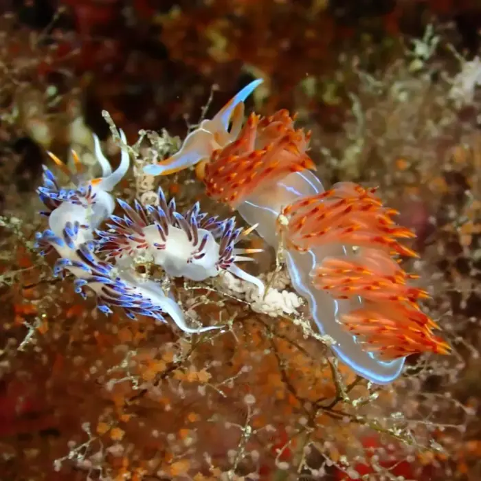 Nudibranquios naranjas y azules sobre un hidrozoo