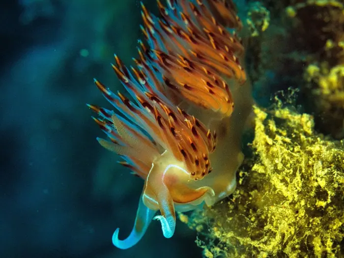 Nudibranquio naranja sobre una esponja amarilla