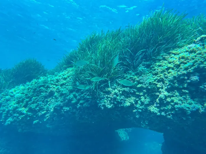 Arco de roca cubierto de posidonia con peces nadando alrededor