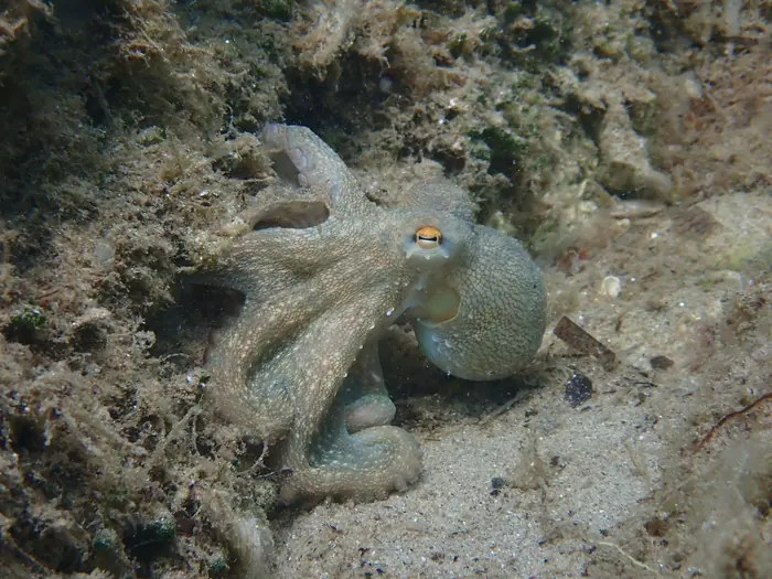 Pulpo camuflado sobre el fondo